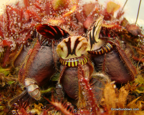 nectar_rim_Cephalotus_follicularis_front_post.JPG