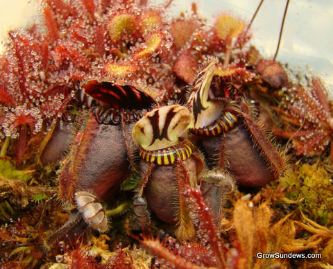 wow_cephalotus_follicularis_wider_angle_post.JPG