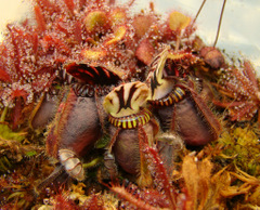 Cepholotus folicularis with nectar in high resolution