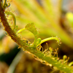 Drosera graminifolia leaf cutting