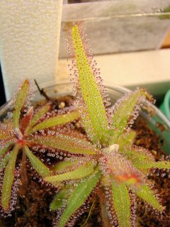 Drosera adelae grown in dimmer light