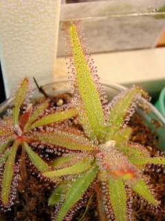 Drosera Adelae