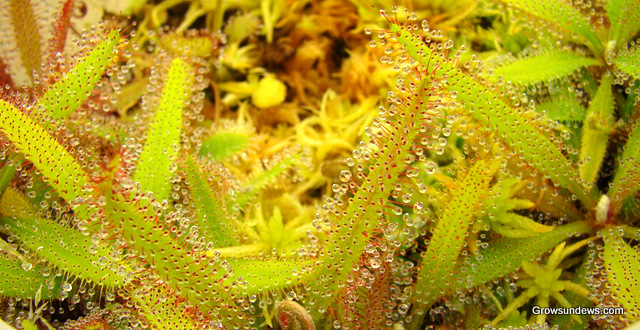 Drosera adelae