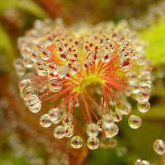 Drosera adelae dew macro