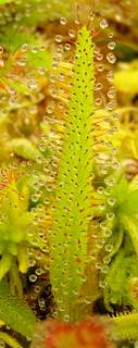 Drosera adelae leaf