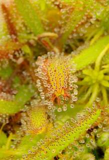 Drosera adelae dew on leaf