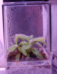 Drosera adelae from Lowes, after an acclimation period