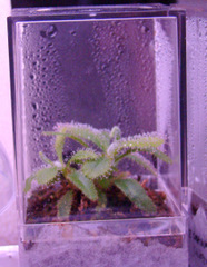 Drosera adelae red plant