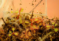 Young Drosera adelae from root cuttings