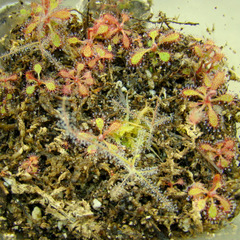 Drosera adelae root cuttings with Byblis liniflora