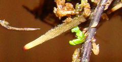 Drosera adelae healthy root tip
