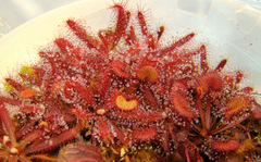 Drosera adelae red clump