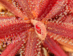 Drosera adelae red plant