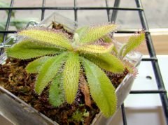 Drosera adelae from Lowes, after an acclimation period