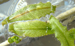 Young Drosera adelae leaf cuttings sundew water floating propagation