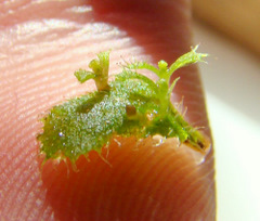 Young Drosera adelae leaf cuttings sundew plantlets