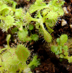 Young Drosera adelae plantlets
