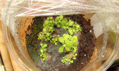 Young Drosera adelae leaf cuttings sundew plantlets on sphagnum