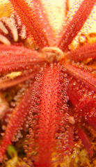 Red Drosera adelae under bright light