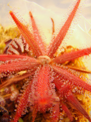 Drosera adelae acclimated to bright light