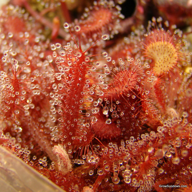 Drosera adelae-The Lance-Leaf Sundew.