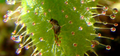 Drosera adelae with prey- tentacles folded