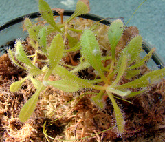 Drosera adelae grown by a windowsill