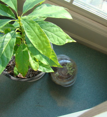Drosera adelae grown by a windowsill