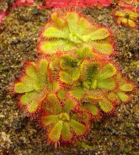 Drosera admirabilis root cuttings 8 months later