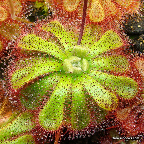 Drosera admirabilis Floating Sundew Plant Carnivorous Plant 3 Pot 