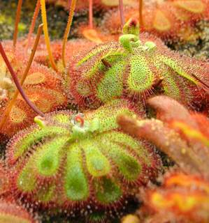 Drosera admirabilis (Ceres R.S.A) adult sundews