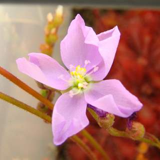 Drosera admirabilis (Ceres R.S.A) flower