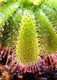 A close-up of a leaf from Drosera admirabilis (Ceres R.S.A)