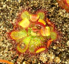 Drosera admirabilis (Ceres R.S.A) with leaves curling around food