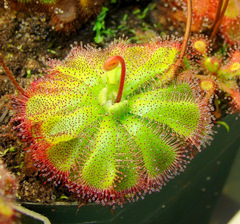 Drosera admirabilis (Ceres R.S.A)