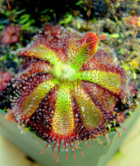 Drosera admirabilis (Ceres R.S.A) medium-size sundew