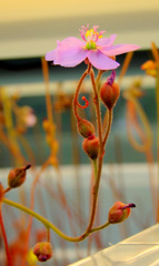 Drosera admirabilis (Ceres R.S.A) flower