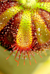 Drosera admirabilis (Ceres R.S.A) adult sundews