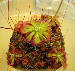 Drosera admirabilis (Ceres R.S.A) adult sundews with younger sundews in front of it