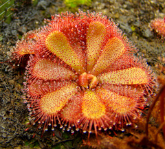 Drosera sp. "Floating"