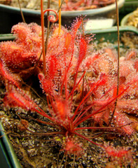 Drosera affinis (Namibia)