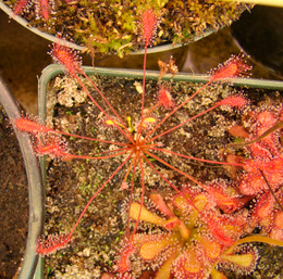 Drosera affinis (Namibia)