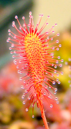 Drosera affinis (Namibia) leaf closeup