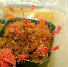 Drosera affinis (Namibia)