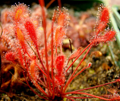 Drosera affinis (Namibia)