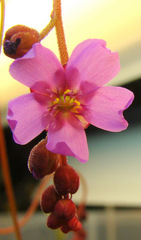 Drosera aliciae flower Alice sundew flowering