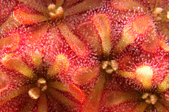 Drosera aliciae Alice Sundew red sundews growing from seed