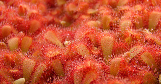 Drosera aliciae seedlings Alice sundew growing from seed