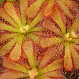 Drosera aliciae Alice Sundew