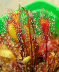 Drosera anglica California x Hawaii